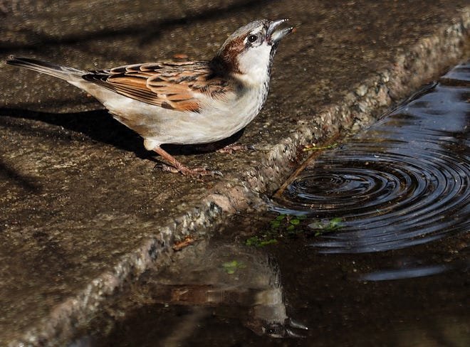 A common house sparrow stops near a puddle on Marcy Street in Portsmouth for a sip of water.
[Rich Beauchesne/Seacoastonline]