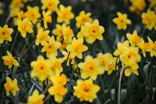Dozens of daffodils can be seen and bulbs can be ordered for fall pickup or delivery at the Granville Garden Club's 77th annual show and sale on Saturday and Sunday at Bryn Du  Mansion.
