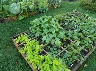A square-foot garden can produce high yields in small spaces.