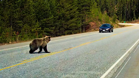 Getty Images Eight bears are killed each year by cars in Alberta, Canada (Credit: Getty Images)