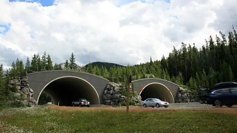 Adam Linnard Highway overpasses help bears cross safely from one protected area to the next (Credit: Adam Linnard)