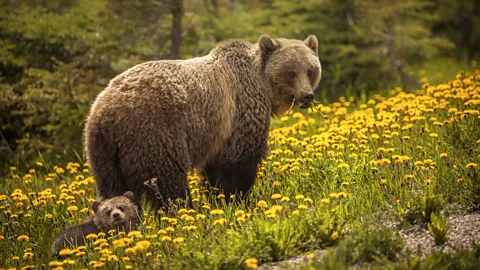 Getty Images Roaming widely is the only way grizzly bears can meet their broad dietary needs (Credit: Getty Images)