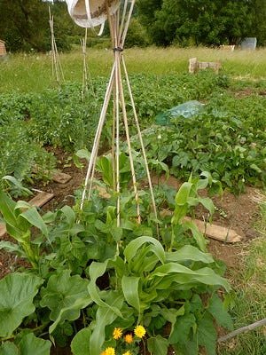 A Three Sisters planting of corn, squash and pole beans is an example of companion planting, which is more productive and resilient than planting all three crops in separate locations.